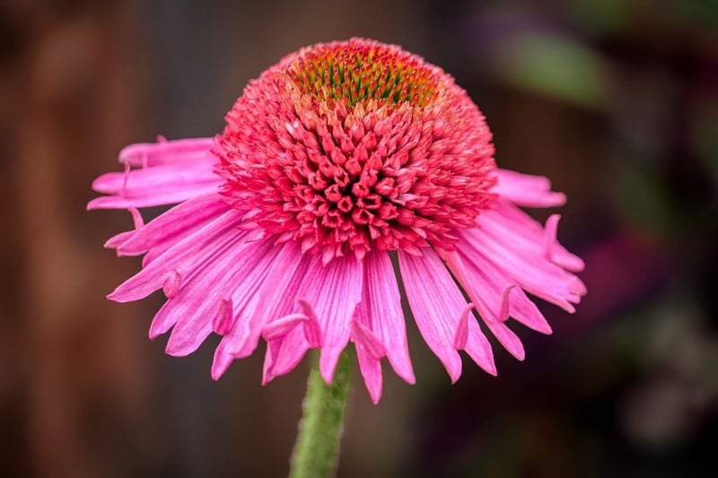 Echinacea Flower
